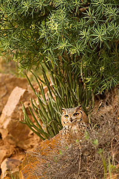 Pharaonenuhu (Bubo bubo ascalaphus)