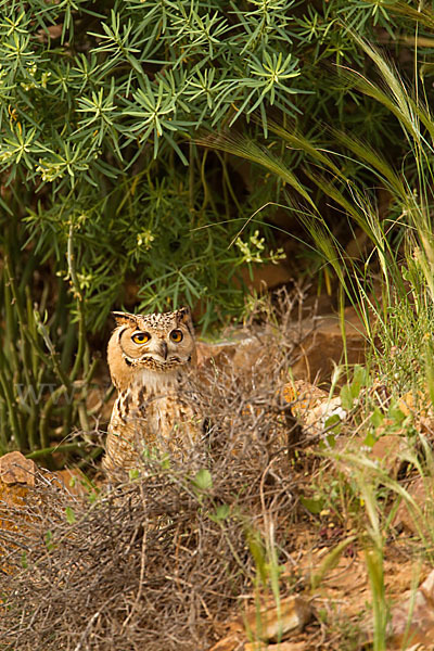 Pharaonenuhu (Bubo bubo ascalaphus)