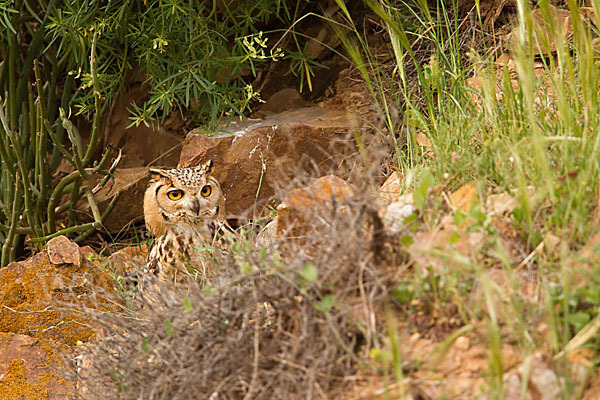 Pharaonenuhu (Bubo bubo ascalaphus)