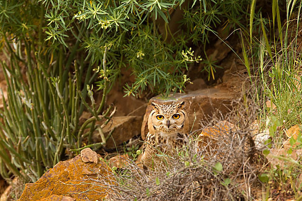 Pharaonenuhu (Bubo bubo ascalaphus)