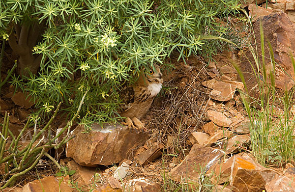 Pharaonenuhu (Bubo bubo ascalaphus)