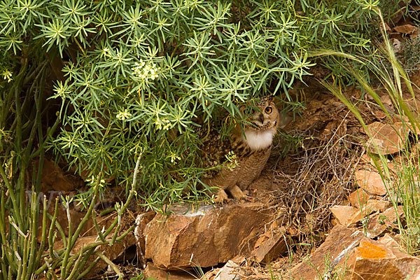 Pharaonenuhu (Bubo bubo ascalaphus)