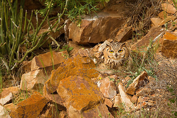 Pharaonenuhu (Bubo bubo ascalaphus)