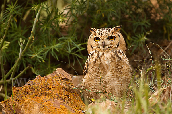 Pharaonenuhu (Bubo bubo ascalaphus)