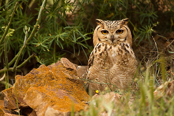 Pharaonenuhu (Bubo bubo ascalaphus)