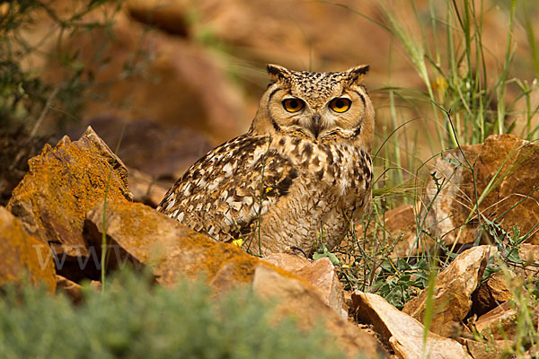 Pharaonenuhu (Bubo bubo ascalaphus)