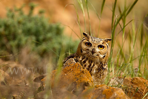 Pharaonenuhu (Bubo bubo ascalaphus)