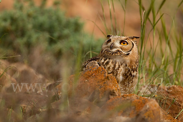 Pharaonenuhu (Bubo bubo ascalaphus)