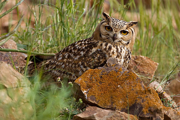 Pharaonenuhu (Bubo bubo ascalaphus)