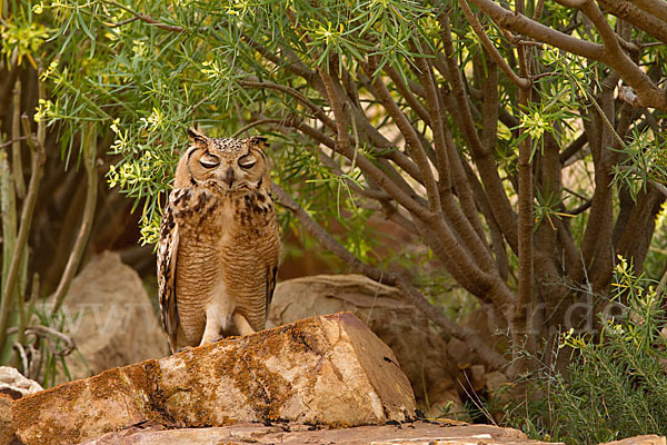 Pharaonenuhu (Bubo bubo ascalaphus)