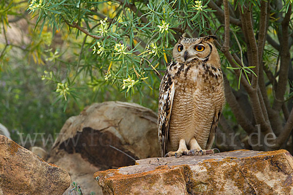 Pharaonenuhu (Bubo bubo ascalaphus)