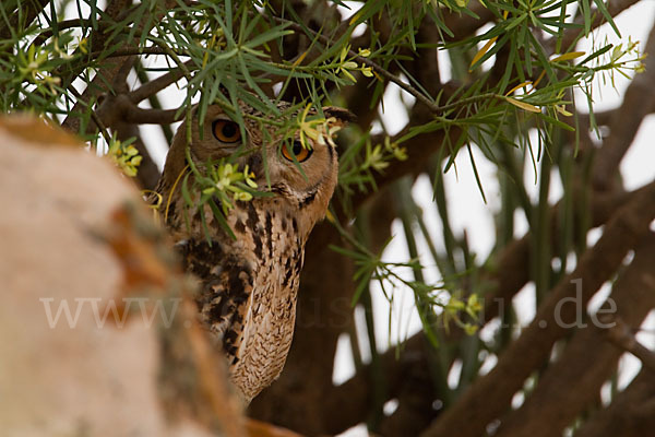 Pharaonenuhu (Bubo bubo ascalaphus)