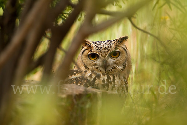 Pharaonenuhu (Bubo bubo ascalaphus)