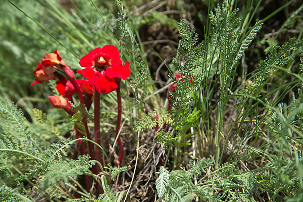 Phelypaea tournefortii (Phelypaea tournefortii)