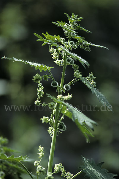 Pillen-Brennnessel (Urtica pilulifera)