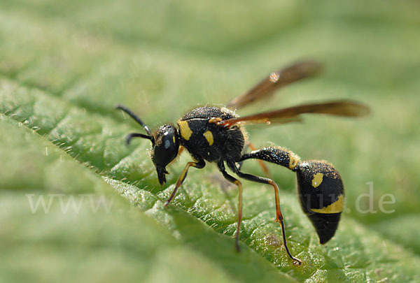 Pillenwespe (Eumenes pedunculatus)