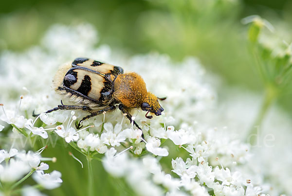 Pinselkäfer (Trichius zonatus)