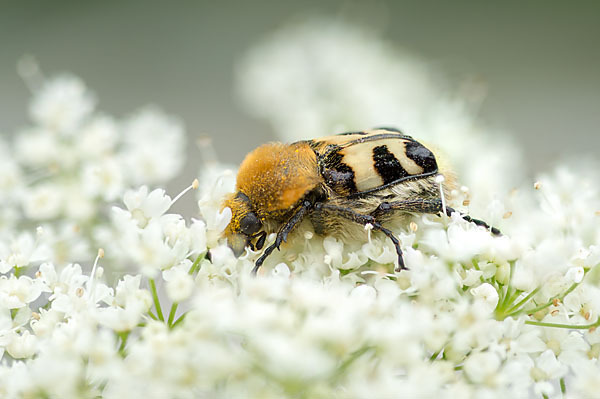 Pinselkäfer (Trichius zonatus)