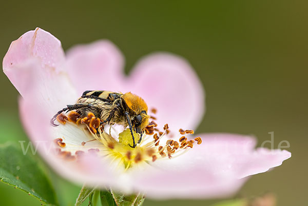 Pinselkäfer (Trichius zonatus)