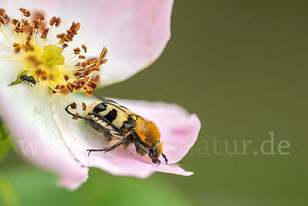 Pinselkäfer (Trichius zonatus)