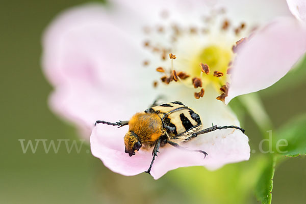 Pinselkäfer (Trichius zonatus)