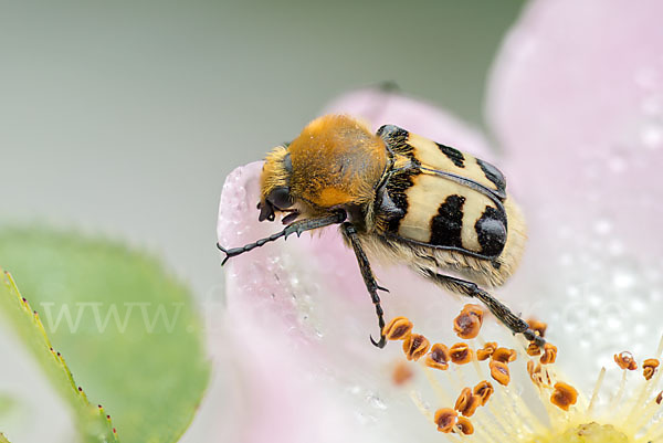 Pinselkäfer (Trichius zonatus)