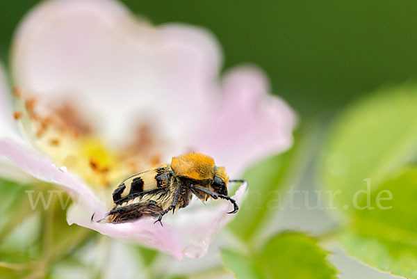 Pinselkäfer (Trichius zonatus)