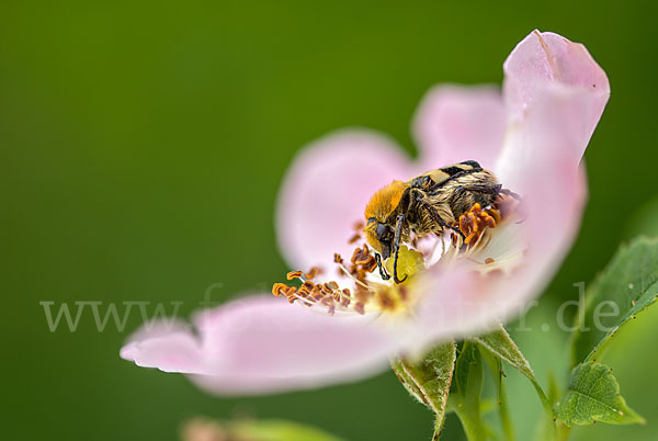 Pinselkäfer (Trichius zonatus)