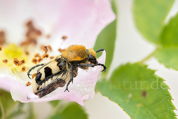 Pinselkäfer (Trichius zonatus)