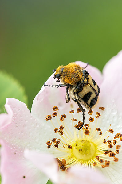 Pinselkäfer (Trichius zonatus)