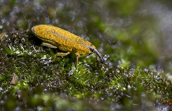 Pippau-Stängelrüssler (Lixus punctiventris)