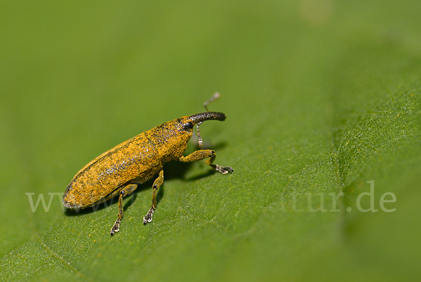 Pippau-Stängelrüssler (Lixus punctiventris)