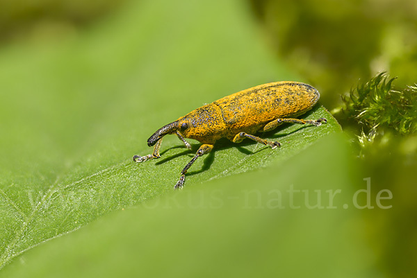 Pippau-Stängelrüssler (Lixus punctiventris)