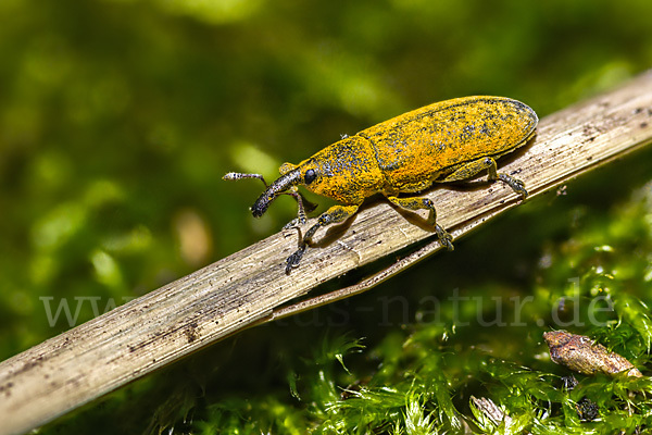 Pippau-Stängelrüssler (Lixus punctiventris)