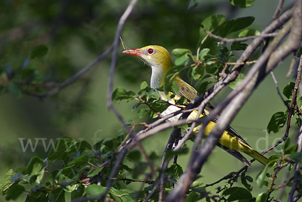 Pirol (Oriolus oriolus)