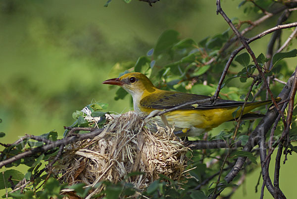 Pirol (Oriolus oriolus)