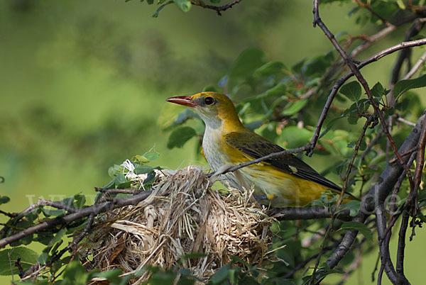 Pirol (Oriolus oriolus)