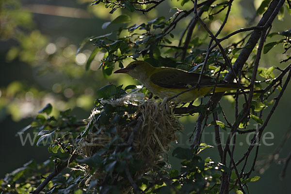 Pirol (Oriolus oriolus)