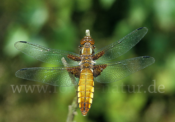 Plattbauch (Libellula depressa)