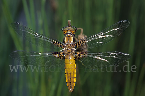 Plattbauch (Libellula depressa)