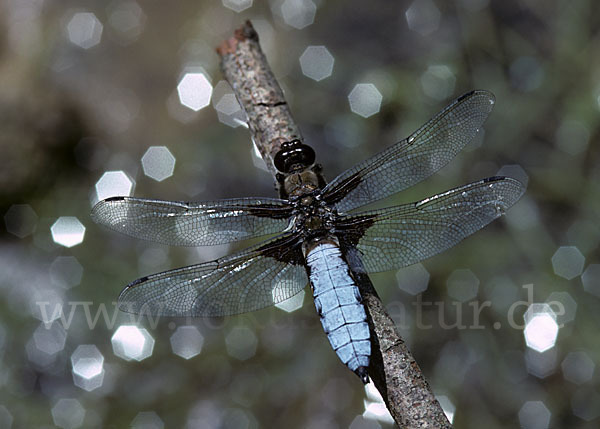 Plattbauch (Libellula depressa)