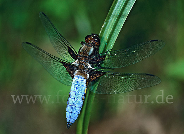 Plattbauch (Libellula depressa)