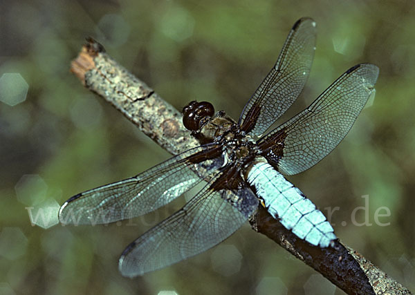 Plattbauch (Libellula depressa)