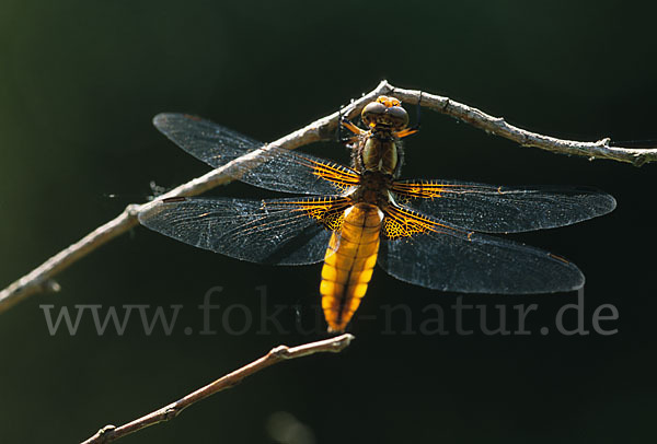 Plattbauch (Libellula depressa)