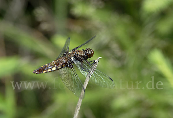 Plattbauch (Libellula depressa)