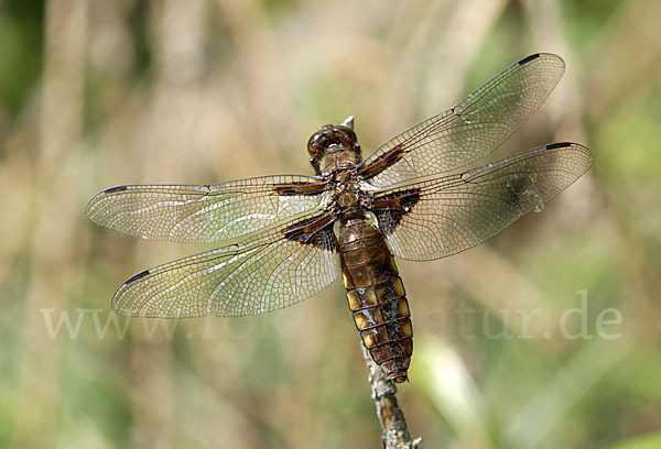 Plattbauch (Libellula depressa)