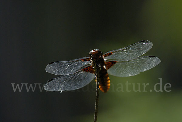 Plattbauch (Libellula depressa)