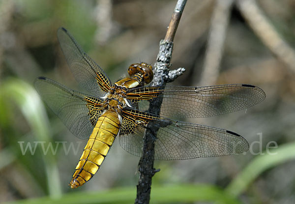 Plattbauch (Libellula depressa)