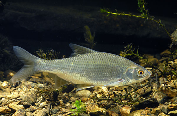 Plötze (Rutilus rutilus)