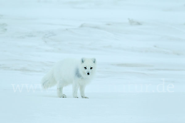 Polarfuchs (Vulpes lagopus)